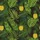 Women's Bold Deep Brown Tropical Yellow Pineapple & Green Monstera Leaf Pattern Satin Pajamas Set - 2