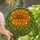 Art Lovers' Tiffany Stained Glass Marigold Flower Vibrant Orange Yellow Emerald Green Mosaic Stained Glass Suncatcher - 3