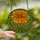 Art Lovers' Tiffany Stained Glass Marigold Flower Vibrant Orange Yellow Emerald Green Mosaic Stained Glass Suncatcher - 2