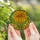 Art Lovers' Tiffany Stained Glass Marigold Flower Vibrant Orange Yellow Emerald Green Mosaic Stained Glass Suncatcher - 5