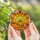 Autumn Lovers' Jewel Tone Tiffany Stained Glass Plump Pumpkins Fall Leaves Radiant Sunset Art Stained Glass Suncatcher - 5