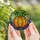 Nature Art Lovers' Intricate Stained Glass Pumpkin & Abstract Jewel Tone Mosaic Stained Glass Suncatcher - 5