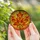 Nature Lovers' Vibrant Tiffany Stained Glass Maple Leaf Mosaic Art, Autumnal Jewel Tones, Intricate Patterns Stained Glass Suncatcher - 5