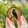 Nature Lovers' Tiffany Style Black Raven Autumn Leaves Stained Glass Jewel Tone Mosaic with Bold Lead Lines Stained Glass Suncatcher - yNReWV0xz2