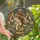 Fantasy Art Lovers' Jewel Tone Tiffany Stained Glass Serpent Crowned Woman Books & Botanical Mosaic Stained Glass Suncatcher - 1