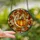 Autumn Enthusiasts' Glowing Tiffany Stained Glass Crescent Moon Pumpkin Floral Mosaic Stained Glass Suncatcher - 2