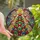 Christmas Lovers' Tiffany Style Stained Glass Butterfly Christmas Tree Intricate Mosaic Jewel Tones Stained Glass Suncatcher - gqLi9bxNTt