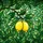 Women's Detailed Tiffany Style Stained Glass Lemon Botanical Swirl Pattern Yellow Emerald Green Stained Glass Suncatcher - 6