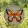 Butterfly Lovers' Intricate Tiffany Stained Glass Butterfly Mosaic Art, Light Blue Orange Brown Jewel Tones Stained Glass Suncatcher - 4