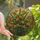 Women's Vibrant Orange Blue Green Tiffany Stained Glass Floral Mosaic Stained Glass Suncatcher - 1