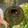 Cat Lovers' Tiffany Stained Glass Emerald Green Red Orange Amber Cats Vines Mosaic Art Stained Glass Suncatcher - 1