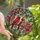 Nature Lovers' Vibrant Tiffany Stained Glass Cardinal Pair Blossoming Tree Art Stained Glass Suncatcher - TTI5Rooo48