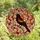 Nature Lovers' Vibrant Red-winged Blackbird Stained Glass Art Nouveau Mosaic Stained Glass Suncatcher - 9oeRi1RiFZ