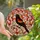 Nature Lovers' Vibrant Red-winged Blackbird Stained Glass Art Nouveau Mosaic Stained Glass Suncatcher - aiiQqVfuXd