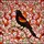Nature Lovers' Vibrant Red-winged Blackbird Stained Glass Art Nouveau Mosaic Stained Glass Suncatcher - 6