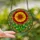 Art Lovers' Vibrant Stained Glass Tiffany Style Blooming Flower Botanical Mosaic Ruby Red Orange Green Stained Glass Suncatcher - 2