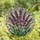 Nature Lovers' Intricate Stained Glass Lavender Floral Tiffany Style Jewel Tone Design Stained Glass Suncatcher - pj7d-82_-g