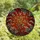 Art Lovers' Intricate Tiffany Stained Glass Glowing Botanical Berry Mosaic Amber Ruby Red Stained Glass Suncatcher - 4