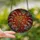 Art Lovers' Intricate Tiffany Stained Glass Glowing Botanical Berry Mosaic Amber Ruby Red Stained Glass Suncatcher - 2