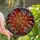 Art Lovers' Intricate Tiffany Stained Glass Glowing Botanical Berry Mosaic Amber Ruby Red Stained Glass Suncatcher - 1