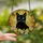 Cat Lovers' Intricate Tiffany Stained Glass Black Cat Yellow Eyes Floral Mosaic Golden Yellow Pink Emerald Green Stained Glass Suncatcher - 2