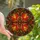 Autumn Enthusiasts' Intricate Tiffany-Style Stained Glass Autumn Leaf Mosaic Fiery Red Orange Yellow Brown Stained Glass Suncatcher - 1