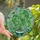 Nature Lovers' Emerald Teal Stained Glass Monstera Botanical Mosaic Art Stained Glass Suncatcher - 1