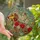 Dachshund Lovers' Stained Glass Floral Dachshund Jewel Tone Mosaic Art Stained Glass Suncatcher - Ltb5gQ7O6S