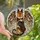 Dog Lovers' Majestic German Shepherd Feathered Wings Gold Tan Brown Tiffany Glass Art Mosaic Stained Glass Suncatcher - RsjEL0gRoC