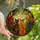 Cat Lovers' Intricate Stained Glass Tiffany Two Cats Floral Mosaic Jewel Tone Art Stained Glass Suncatcher - 1