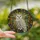 Nature & Art Lovers' Stained Glass Snowy Owl Art, Golden Autumn Leaves & Teal Geometric Mosaic Stained Glass Suncatcher - gjeSmGTKzj