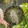 Nature & Art Lovers' Stained Glass Snowy Owl Art, Golden Autumn Leaves & Teal Geometric Mosaic Stained Glass Suncatcher - oOcFvodDgf