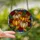 Autumn Enthusiasts' Vibrant Tiffany Style Stained Glass Pumpkins Maple Oak Leaves Mosaic Stained Glass Suncatcher - 2