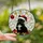 Cat Lovers' Festive Stained Glass Black Cat Santa Hat Emerald Eyes Jewel Tone Christmas Mosaic Stained Glass Suncatcher - C_dUAagKum