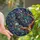 Art & Nature Lovers' Tiffany Stained Glass Raven Spider Celestial Mosaic Jewel Tones Stained Glass Suncatcher - TKb9A7DAnX