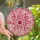 Art Lovers' Stained Glass Dahlia Jewel Tone Ruby Red Pink Intricate Floral Mosaic Stained Glass Suncatcher - 1