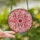 Art Lovers' Stained Glass Dahlia Jewel Tone Ruby Red Pink Intricate Floral Mosaic Stained Glass Suncatcher - 2