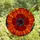 Art Lovers' Detailed Tiffany Stained Glass Poppy Bloom Red Orange Blue Mosaic Design Stained Glass Suncatcher - 4