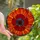 Art Lovers' Detailed Tiffany Stained Glass Poppy Bloom Red Orange Blue Mosaic Design Stained Glass Suncatcher - 1