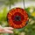 Art Lovers' Detailed Tiffany Stained Glass Poppy Bloom Red Orange Blue Mosaic Design Stained Glass Suncatcher - 2