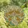 Art Enthusiasts' Tiffany Style Angel Cream Blue Teal Amber Celestial Stained Glass Mosaic Stained Glass Suncatcher - 4
