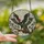 Nature & Art Lovers' Highly Detailed Condor Vulture Stained Glass Cherry Blossom Design Stained Glass Suncatcher - 2