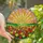 Art Enthusiasts' Jewel Tone Stained Glass Blooming Tulips Radiant Sunset Mosaic Stained Glass Suncatcher - 1