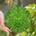 Botanical Art Lovers' Intricate Tiffany Style Emerald Green Stained Glass Botanical Leaf Mosaic Stained Glass Suncatcher - 1