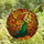 Fantasy Art Lovers' Tiffany Stained Glass Autumn Fairy Amber Wings Emerald Teal Pumpkins Stained Glass Suncatcher - 4