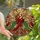 Devotional Art Lovers' Tiffany Stained Glass Angel Golden Trumpet Ornate Red Gold Emerald Celestial Mosaic Stained Glass Suncatcher - ZiYiohUv6e