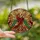 Devotional Art Lovers' Tiffany Stained Glass Angel Golden Trumpet Ornate Red Gold Emerald Celestial Mosaic Stained Glass Suncatcher - x1qfabrzoD