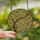 Nature Lovers' Tiffany Style Stained Glass Ginkgo Botanical Mosaic Jewel Tone Pattern Stained Glass Suncatcher - 2