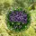 Floral Art Lovers' Vibrant Tiffany Stained Glass African Violet Gigi Name Jewel Tone Art Stained Glass Suncatcher - 4