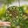 Foodie Art Lovers' Edge-to-Edge Stained Glass Pho Ramen Noodle Emerald Green Saffron Yellow Intricate Mosaic Pattern Stained Glass Suncatcher - 2